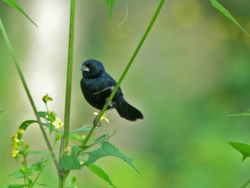 Blue-black Grassquit