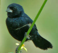 Blue-black Grassquit