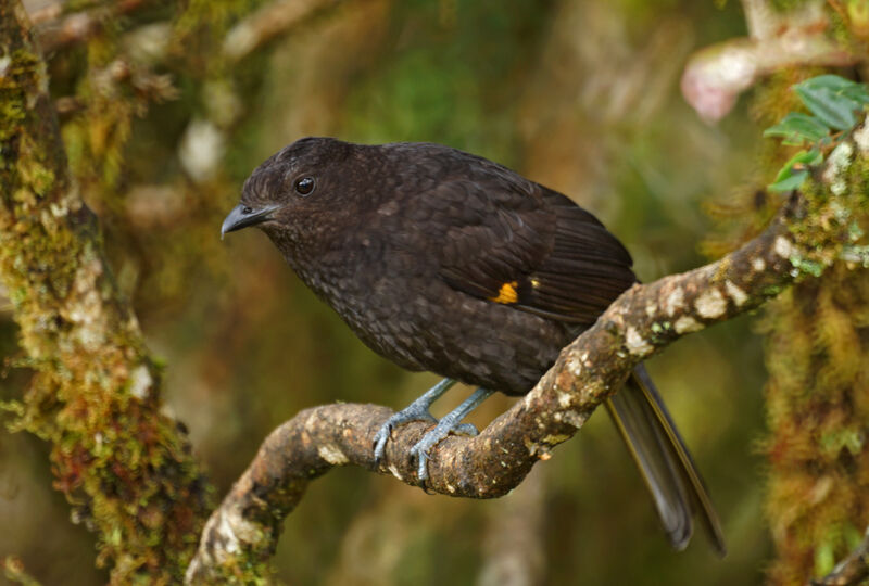 Archbold's Bowerbird