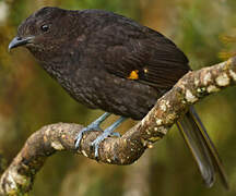 Archbold's Bowerbird