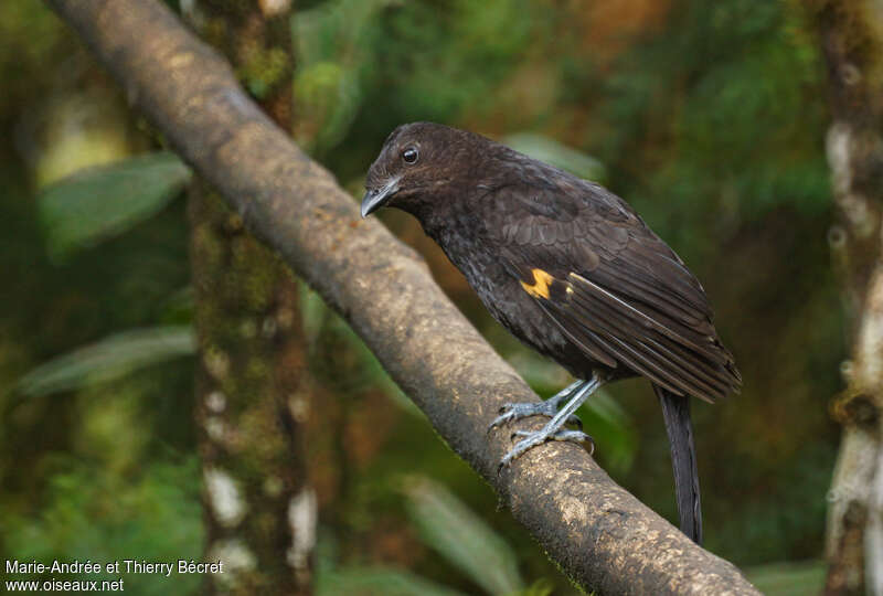 Archbold's Bowerbird female adult, identification