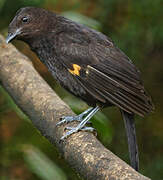 Archbold's Bowerbird