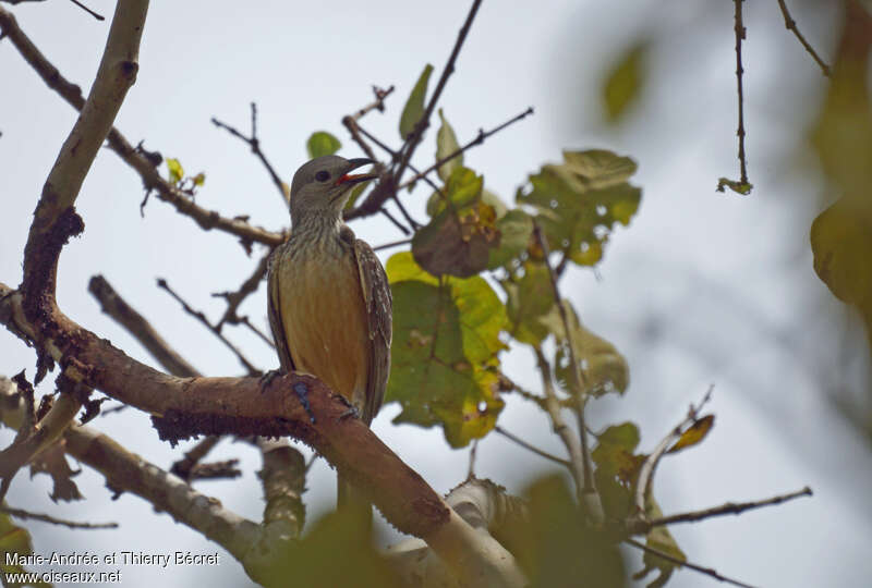 Yellow-breasted Bowerbirdadult