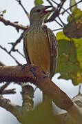 Yellow-breasted Bowerbird