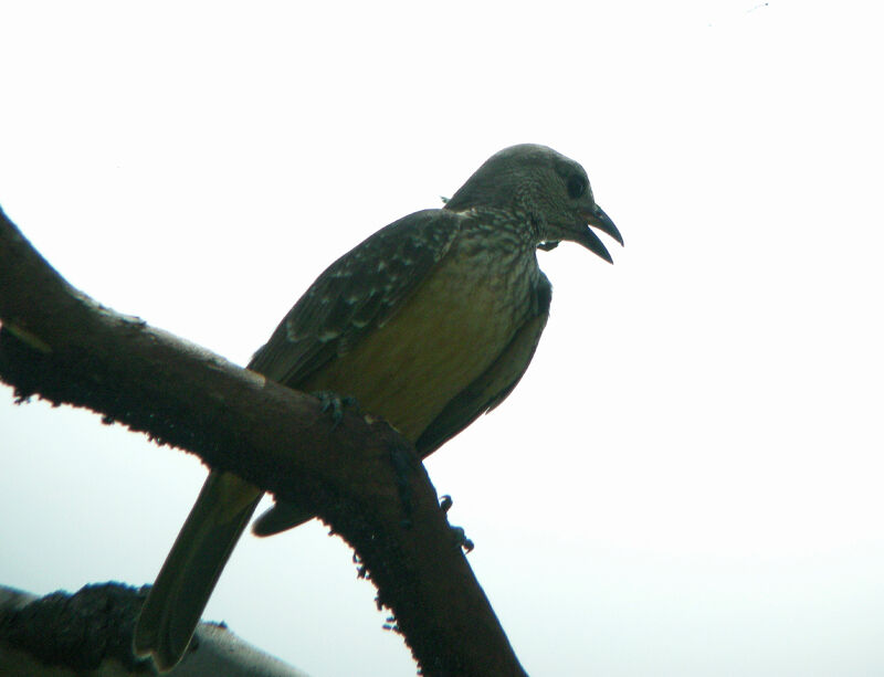 Yellow-breasted Bowerbird