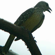 Yellow-breasted Bowerbird