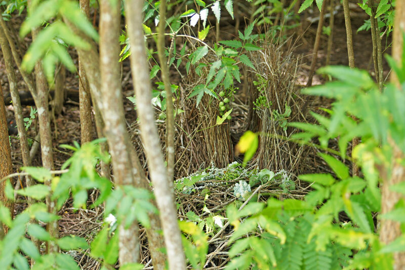 Yellow-breasted Bowerbird