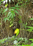 Yellow-breasted Bowerbird