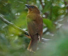 MacGregor's Bowerbird