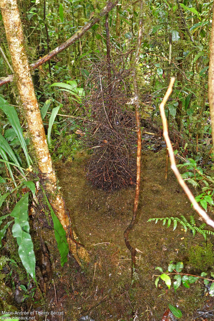 MacGregor's Bowerbird, courting display, Behaviour