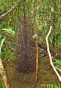 MacGregor's Bowerbird