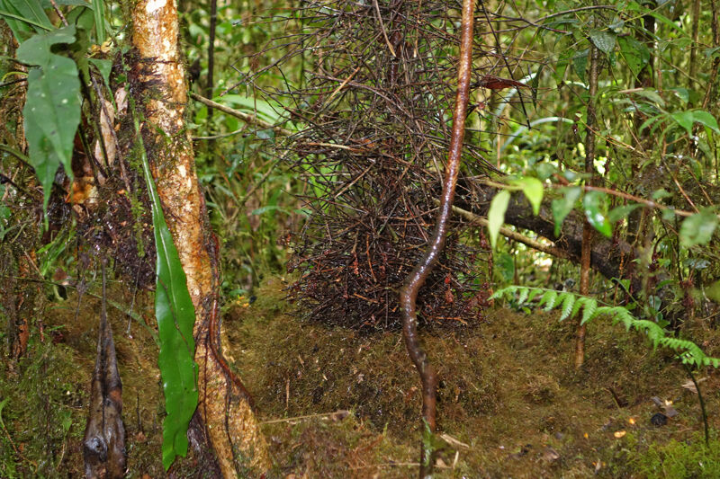 MacGregor's Bowerbird