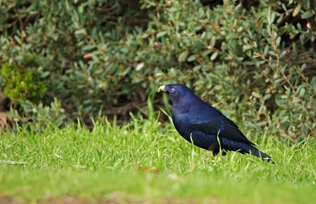 Satin Bowerbird male