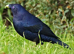 Satin Bowerbird