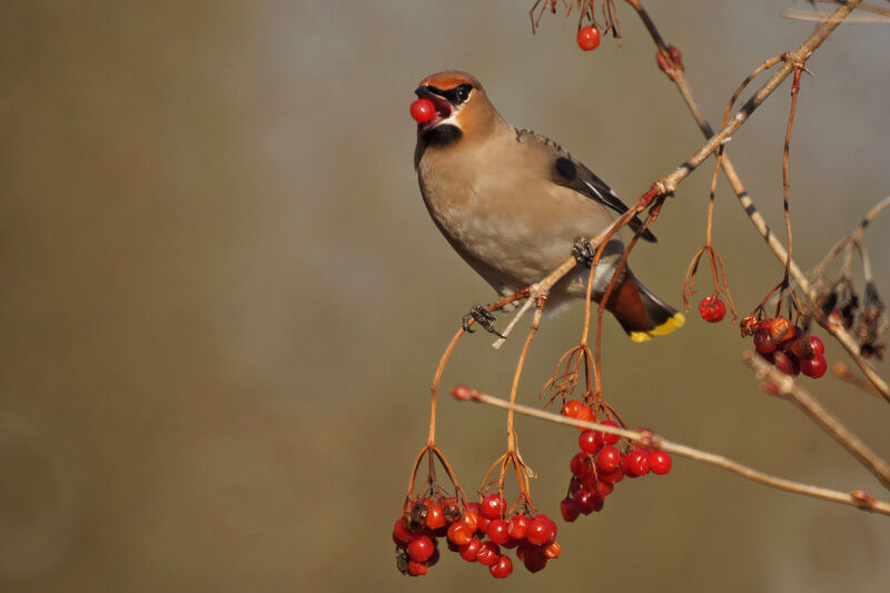 Bohemian Waxwing