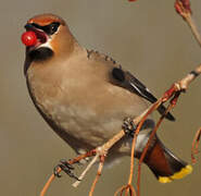 Bohemian Waxwing