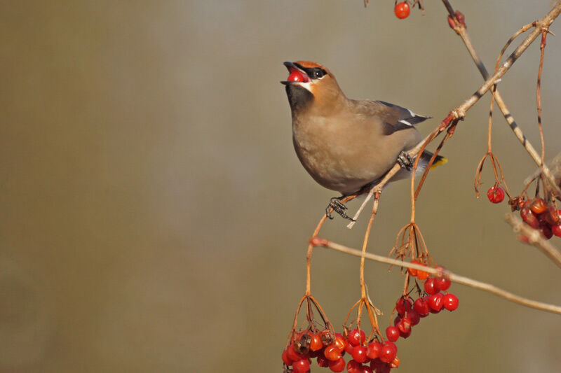 Bohemian Waxwing