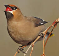 Bohemian Waxwing