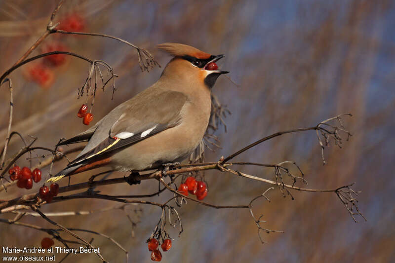 Bohemian Waxwing, feeding habits, eats