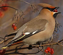 Bohemian Waxwing