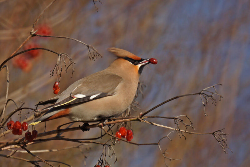 Bohemian Waxwing