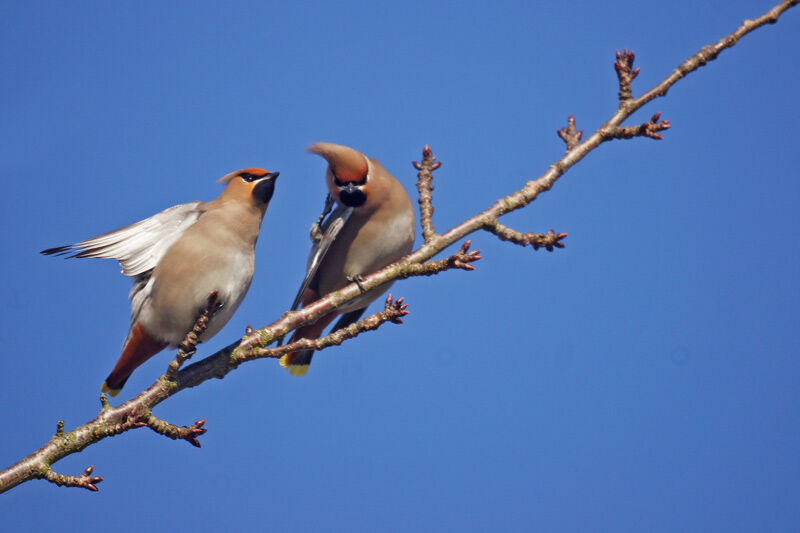 Bohemian Waxwing