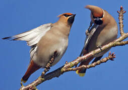 Bohemian Waxwing