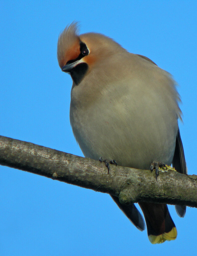 Bohemian Waxwing