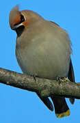 Bohemian Waxwing