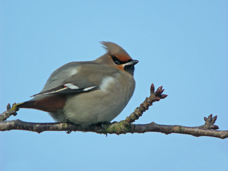 Bohemian Waxwing