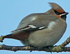 Bohemian Waxwing