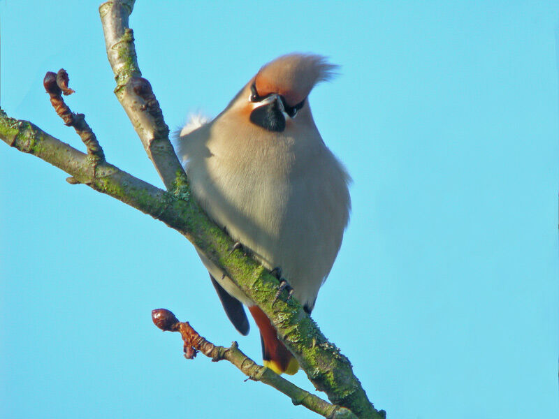 Bohemian Waxwing