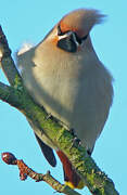 Bohemian Waxwing