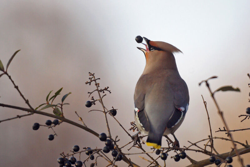 Bohemian Waxwing