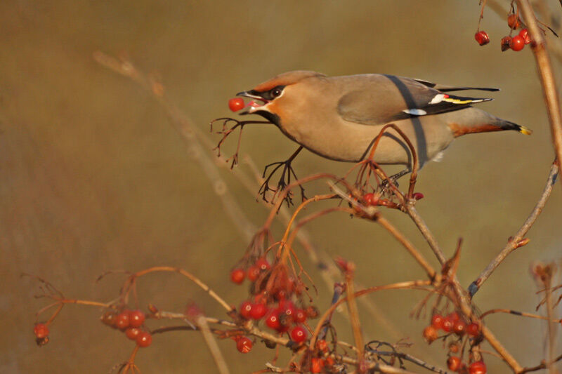 Bohemian Waxwing