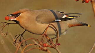 Bohemian Waxwing