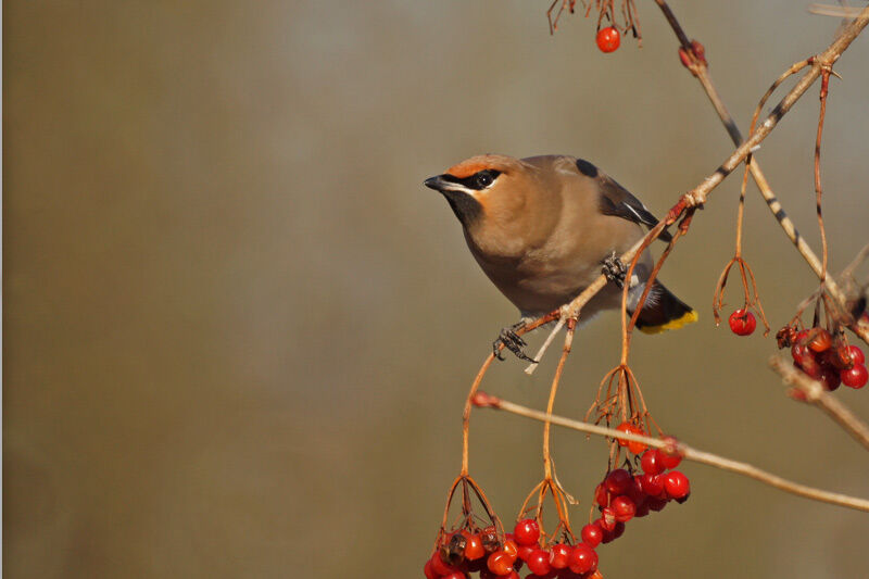 Bohemian Waxwing