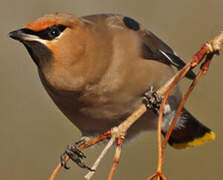 Bohemian Waxwing