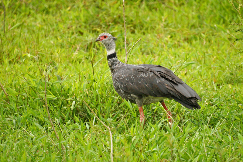 Southern Screamer