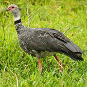 Southern Screamer