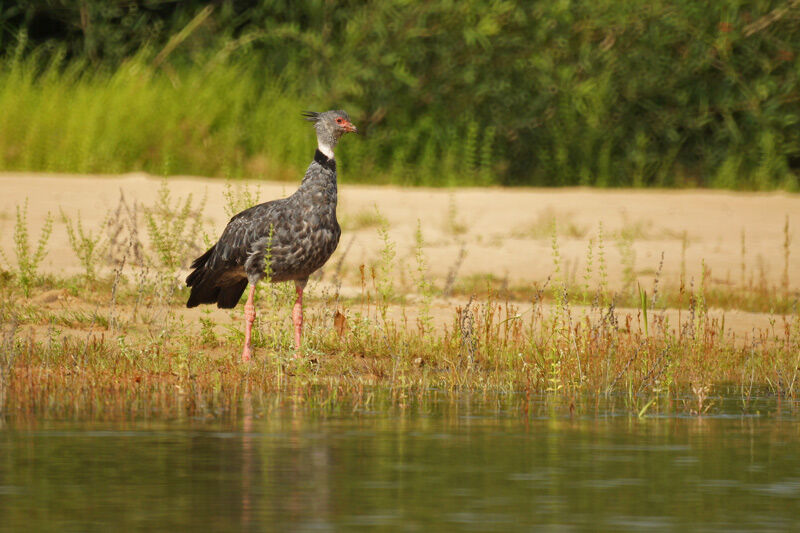 Southern Screamer