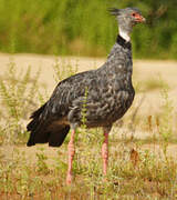 Southern Screamer