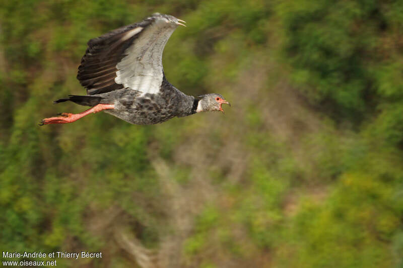 Southern Screameradult, Flight