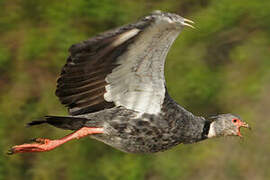 Southern Screamer