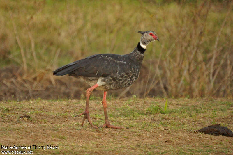 Southern Screameradult, identification