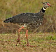 Southern Screamer