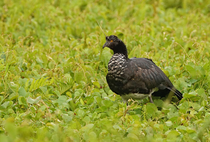 Horned Screamer