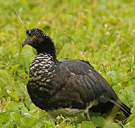 Horned Screamer