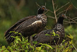 Horned Screamer