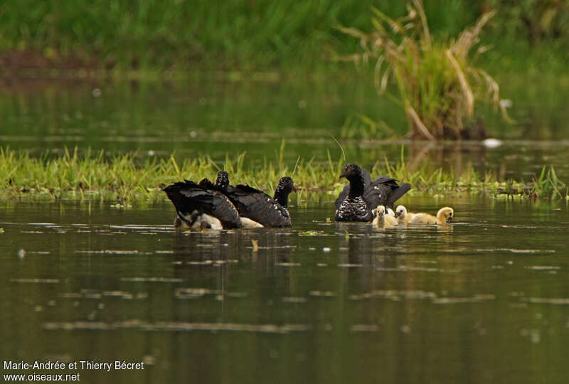 Horned Screamer, Reproduction-nesting